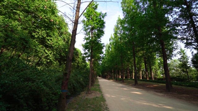 Serene forest path on a sunny day
