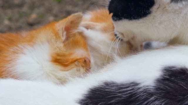 Kittens Nursing from Their Mother