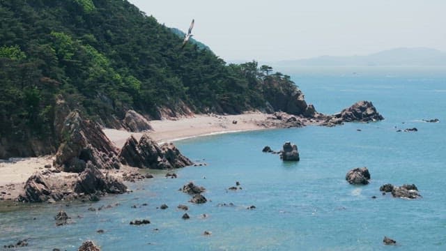 Lush Forest and Quiet Coastal Scenery on a Sunny Day