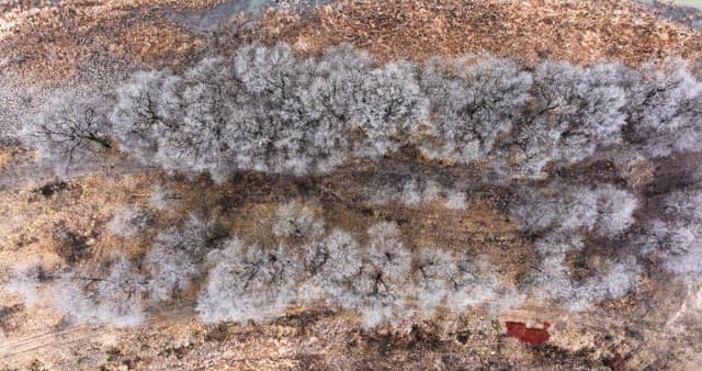 Snow-covered desolate forest full of leafless winter bare trees