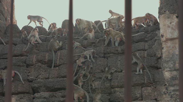 Monkeys Playing on Ancient Stone Ruins