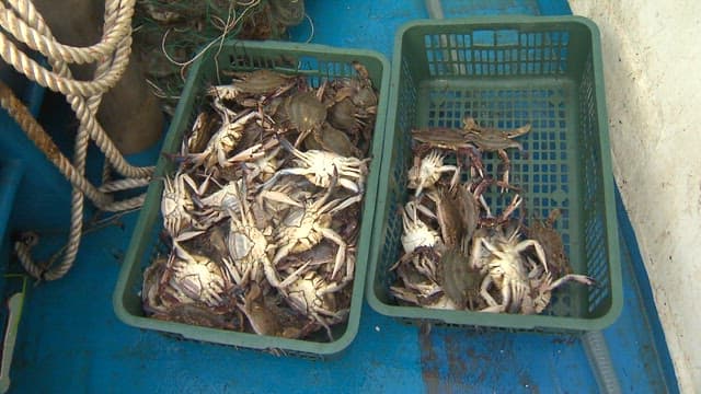 Freshly Caught Crabs in Baskets on Boat Deck