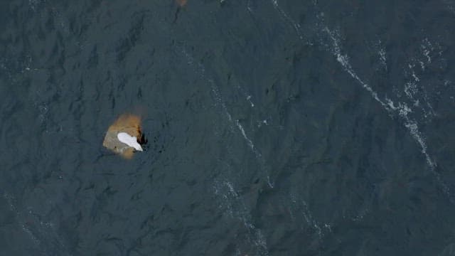 Dolphing hunting of polar bear on a rock surrounded by water