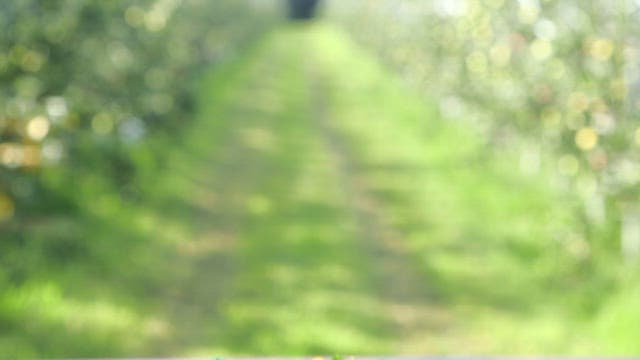 Appetizing braised spicy chicken with chili peppers on table