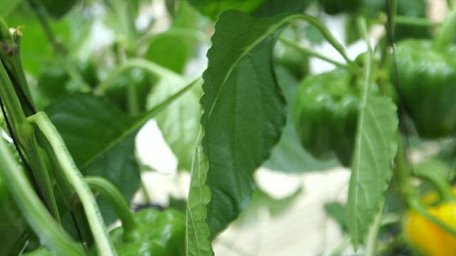 Green leaves and yellow bell peppers