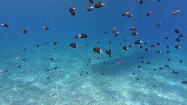 School of fish swimming underwater