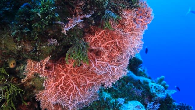 Coral reef with tropical fish underwater