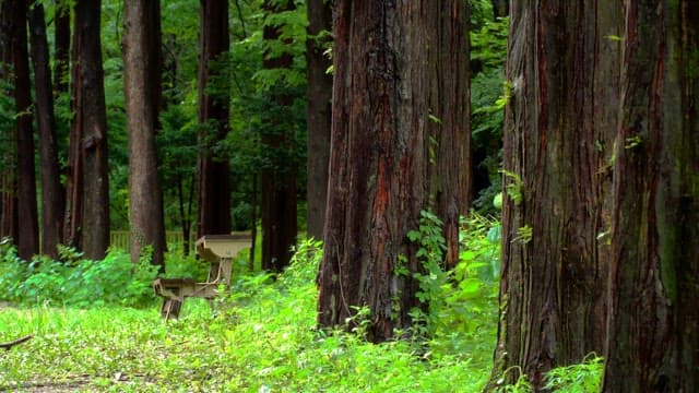 Tranquil forest with tall trees and a bench
