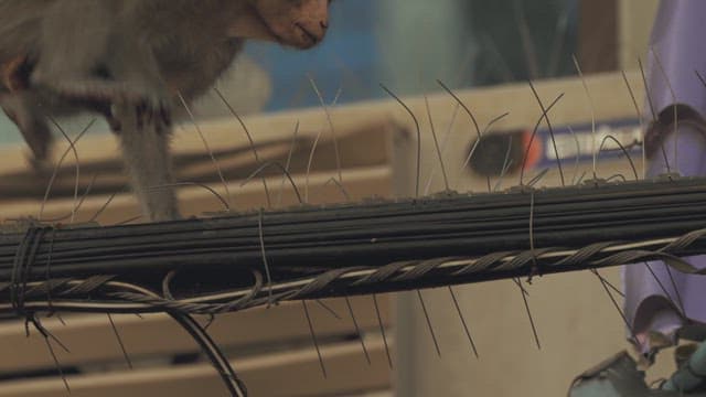 Monkey Carefully Walking on a Spiked Wire