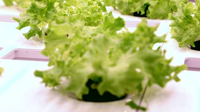 Green Lettuce Grown under Smart Farm Lighting