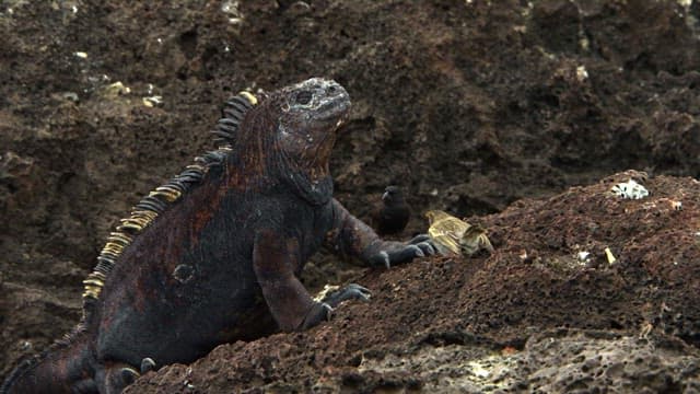 Marine Iguana with Birds on Rocky Terrain