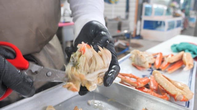Gloved hands cutting cooked crab with scissors