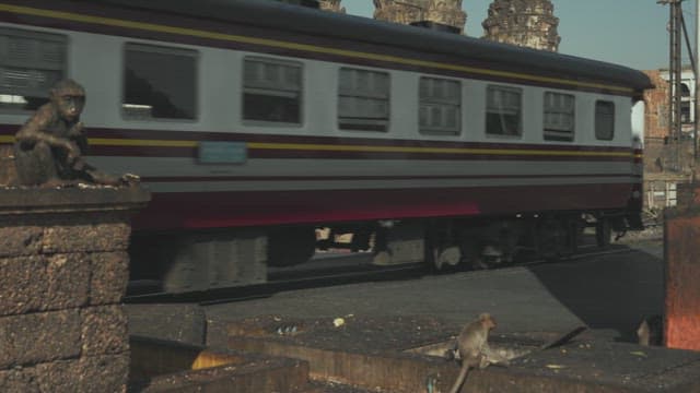 Monkeys Occupying the Crossing on the Street