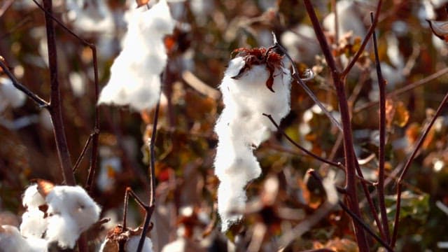 White cotton swaying in the breeze