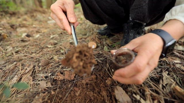 Gathering soil samples in a forest for research