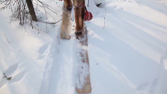 Walking Through a Snowy Forest Wearing Snowshoes