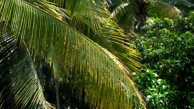 Tropical palm trees and dense greenery during the day