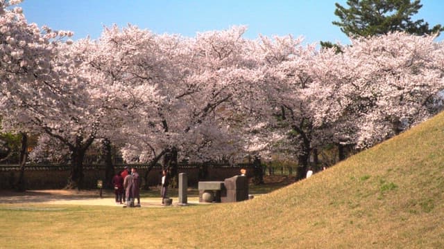 People walking through a historic park with cherry blossoms in full bloom
