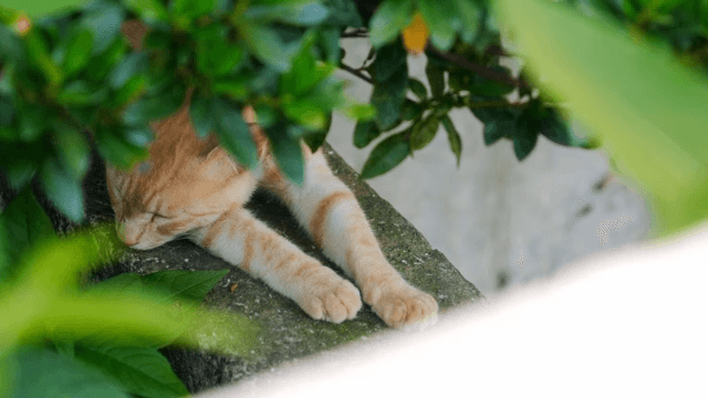 Cat resting under green foliage