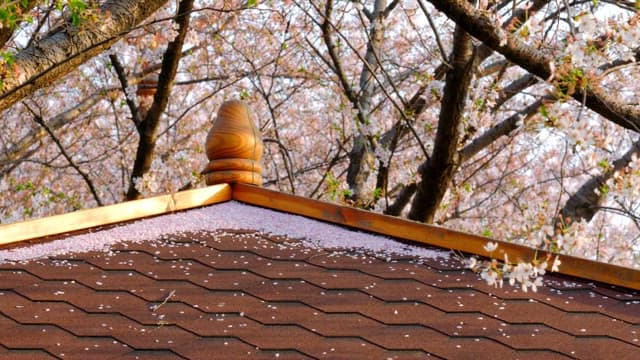 Cherry blossoms on a rooftop in spring