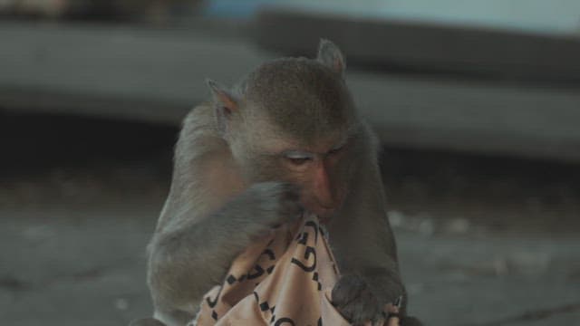 Monkey Curiously Examining a Piece of Fabric While Sitting on the Ground