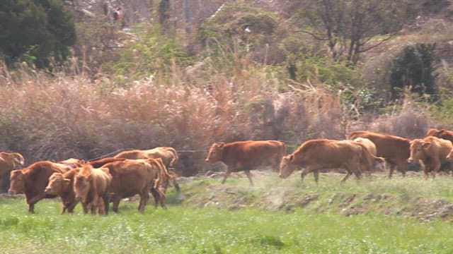 Cows running in a lush green field