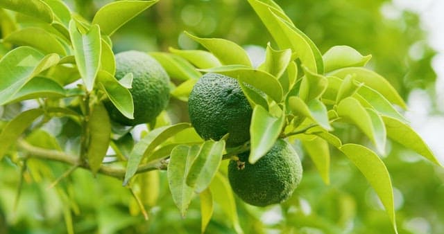 Green Limes Hanging on a Tree Branch