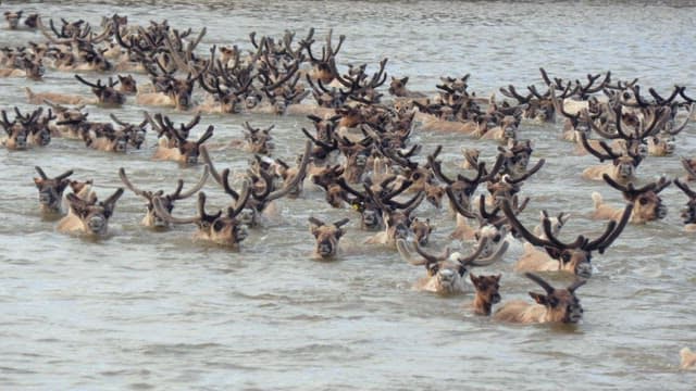 Herd of Reindeer Crossing a River