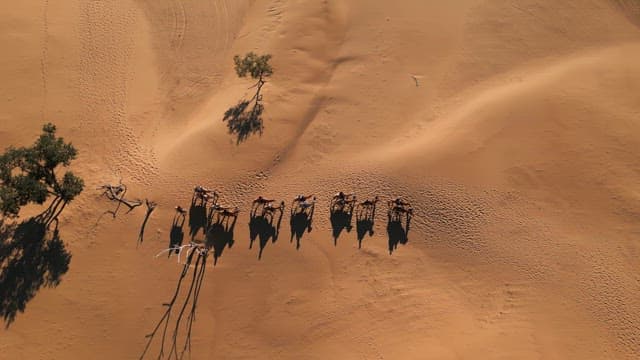 Camels walking in the desert with shadows