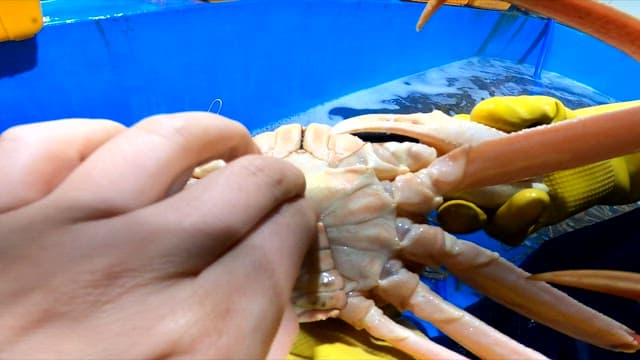 Wearing gloves and inspecting the quality of crabs in front of the tank