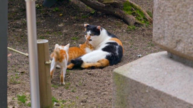 Cat Nursing Her Kittens Outdoors