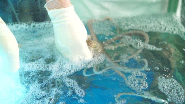 Lifting fresh octopus from the tank