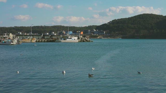 Seagulls in the sea off the coastal village