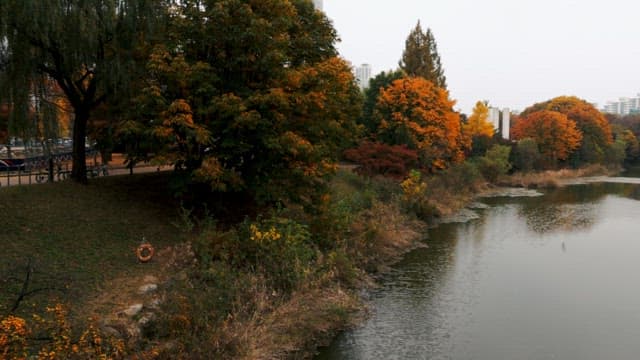 Autumnal colors adorning an urban park