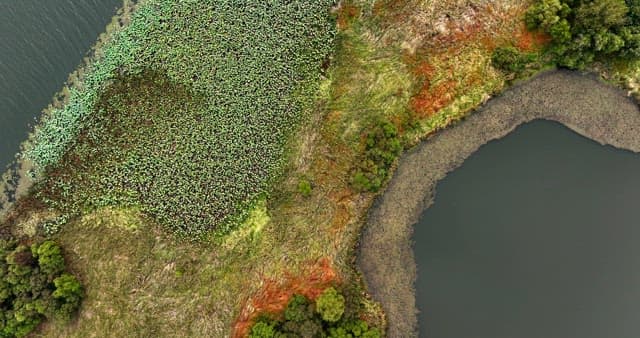Serene lake with greenery