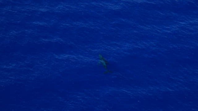 Humpback Whale Swimming in Vast Ocean