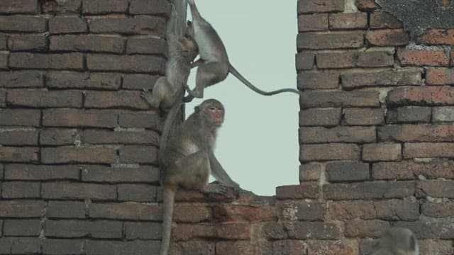 Monkeys Playing on Ancient Brick Ruins