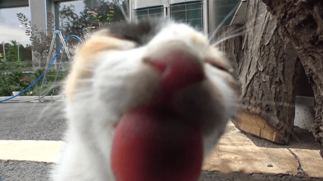 Curious kitten investigating a camera outdoors