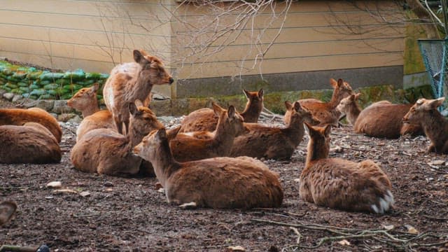 Group of deer resting near a building