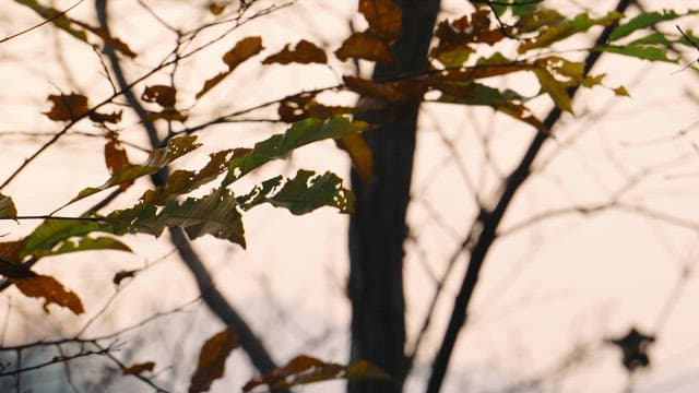 Sunset Shining Through Barren Leaves