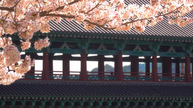 Harmony of the cherry blossoms of spring and the Woljeonggyo Bridge