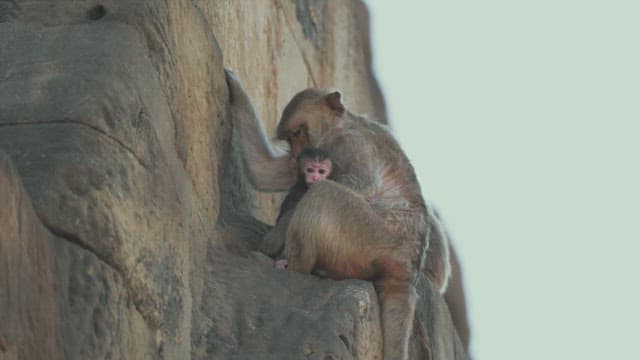 Mother Monkey and Baby Sitting on an Ancient Stone Structure