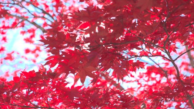 Vivid Red Autumn Leaves with Sun Flare