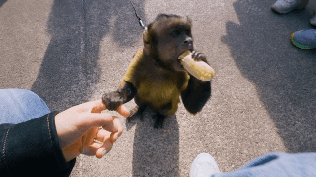 Capuchin Monkey Eating Banana with Human