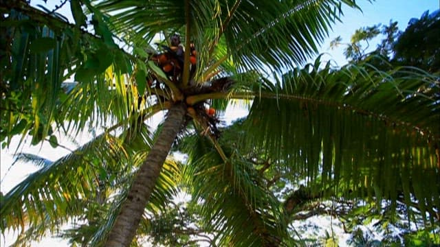Man Harvesting Coconuts High Up in a Palm Tree