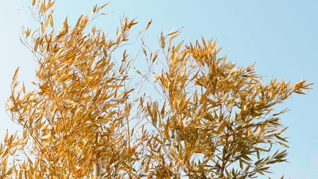 Yellow dry leaves swaying in the wind