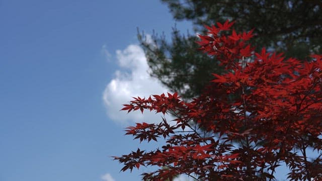 Red Maple Leaves with Blue Sky in the Background
