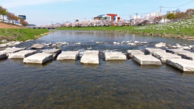 River with stepping stones and cherry blossoms