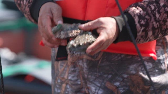 Individual holding fresh mollusks on a fishing boat on a sunny day.