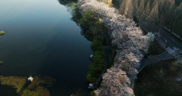 Cherry blossoms along the serene riverside path